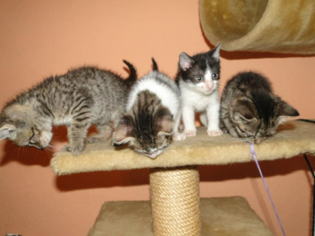 Koty do adopcji #adopcja #adopcje #Gliwice #kocięta #kot #kotki #koty #pomoc #przygarnę #schronisko #zaadoptuję #zwierzęta