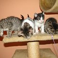 Koty do adopcji #adopcja #adopcje #Gliwice #kocięta #kot #kotki #koty #pomoc #przygarnę #schronisko #zaadoptuję #zwierzęta