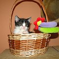 Koty do adopcji #adopcja #adopcje #Gliwice #kocięta #kot #kotki #koty #pomoc #przygarnę #schronisko #zaadoptuję #zwierzęta