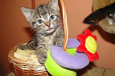 Koty do adopcji #adopcja #adopcje #Gliwice #kocięta #kot #kotki #koty #pomoc #przygarnę #schronisko #zaadoptuję #zwierzęta