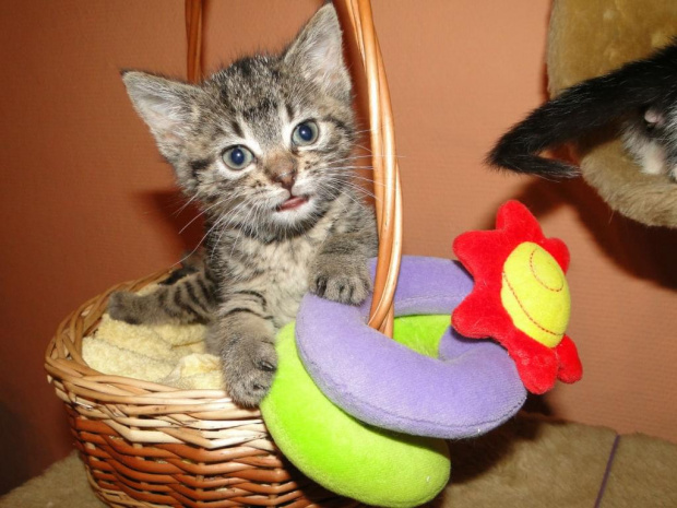 Koty do adopcji #adopcja #adopcje #Gliwice #kocięta #kot #kotki #koty #pomoc #przygarnę #schronisko #zaadoptuję #zwierzęta