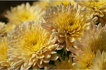 Chryzantemy... #Chryzantemy #makro #kwiaty #jesień