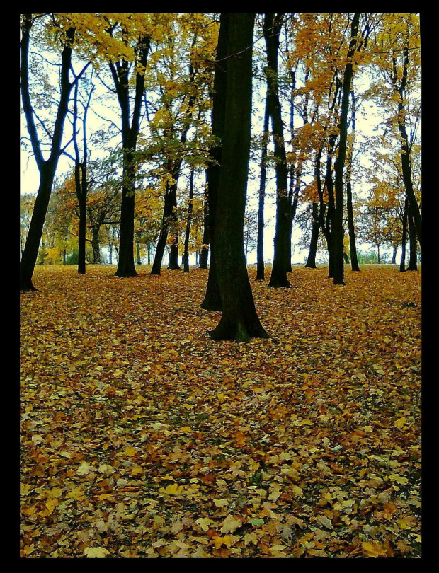 Jesień w parku(zdjęcie z telefonu komórkowego)